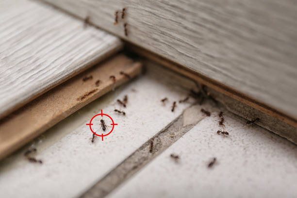 Best Bed Bug Extermination  in Muskegon, MI
