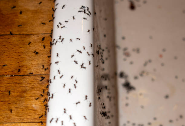 Best Best Pest Control Companies  in Muskegon, MI