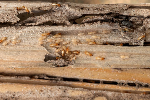 Best Residential Pest Control  in Muskegon, MI
